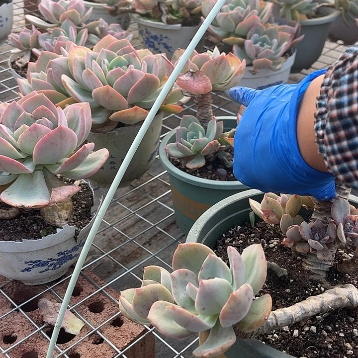 【***赁770不售后白凤脱土发货不退不换