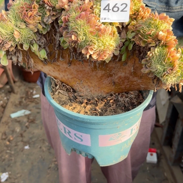 海王法师缀化了462