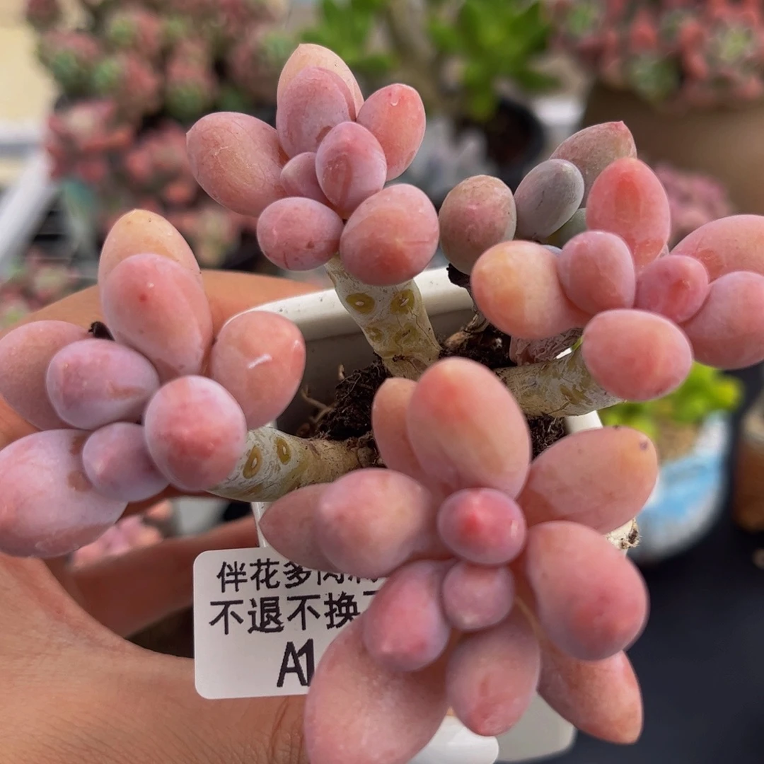 060-香水手指奶酪多肉6cm