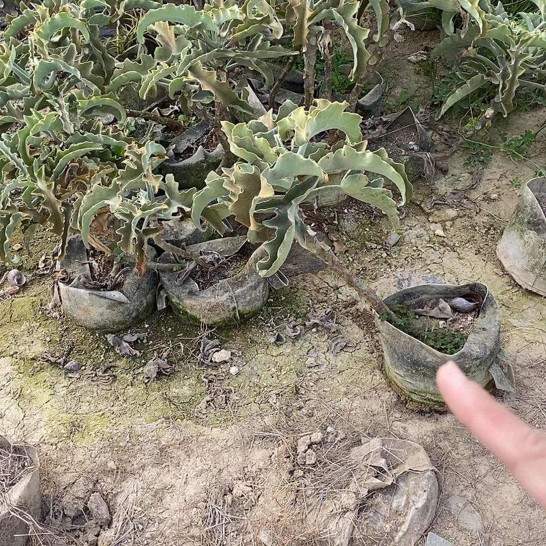 L***刚1号褐仙女高60公分一颗