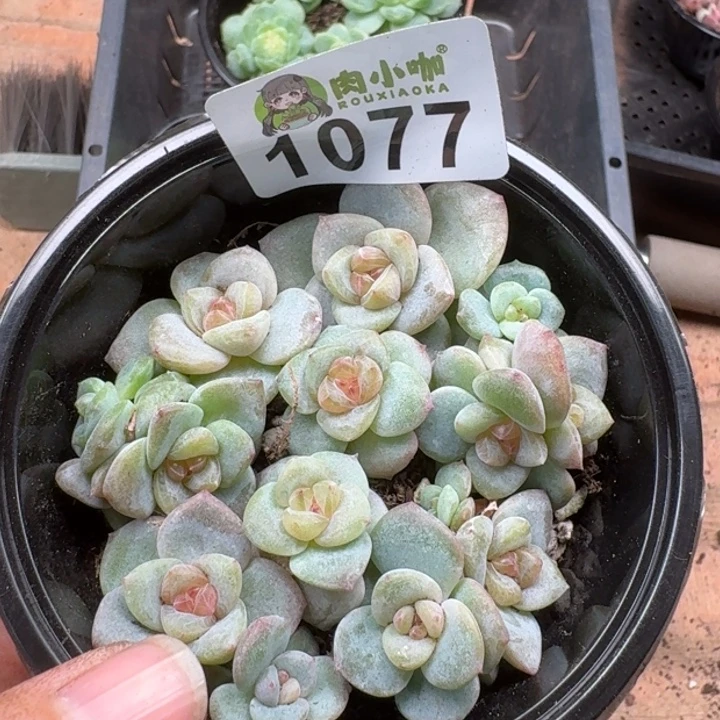 多肉植物多肉植物