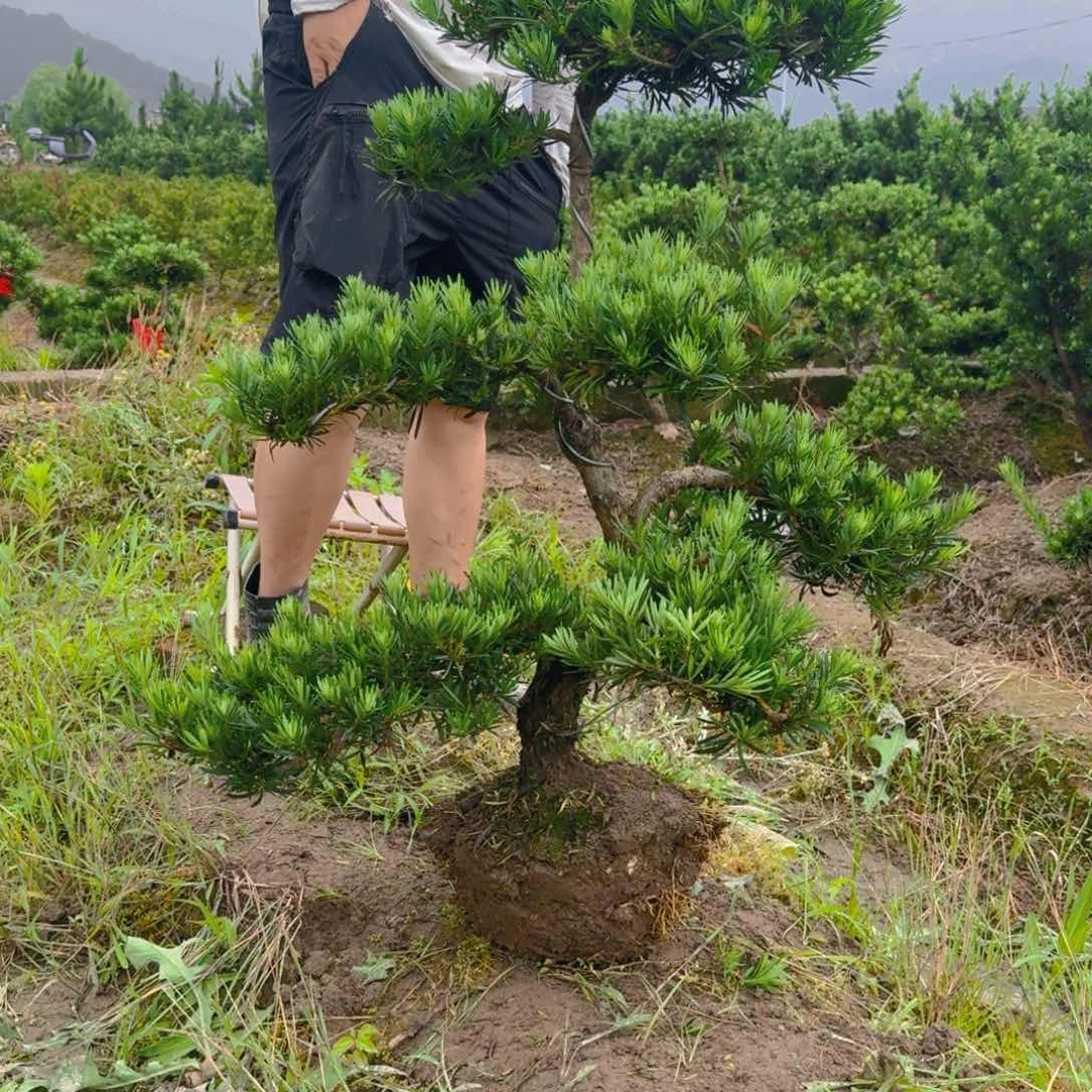 无花朵沙**哥罗汉松盆景艺术
