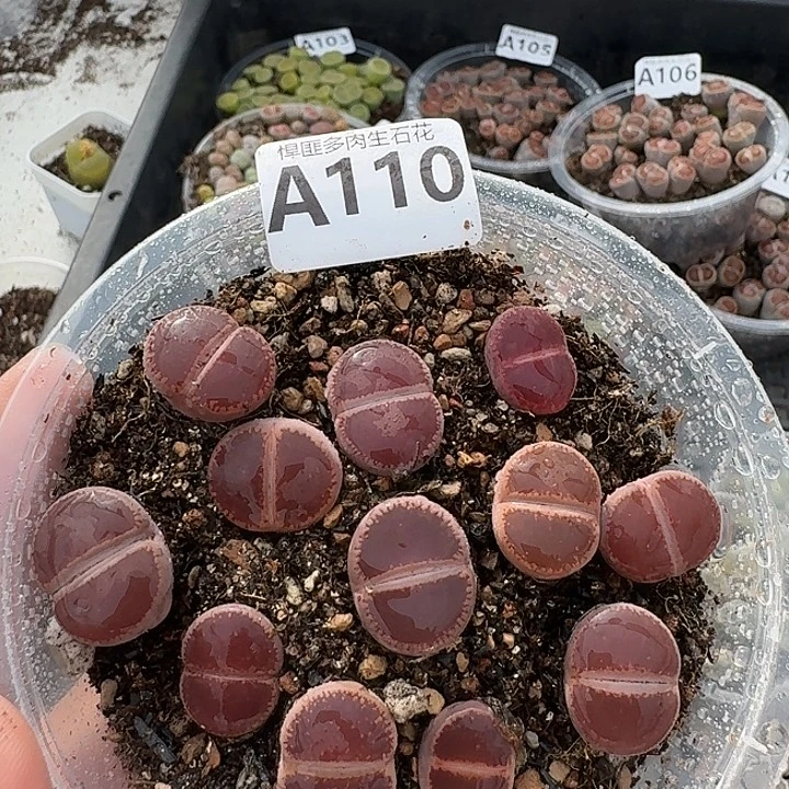110多肉植物多肉植物