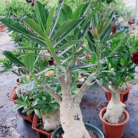 【闪购商品】无花朵刘*子