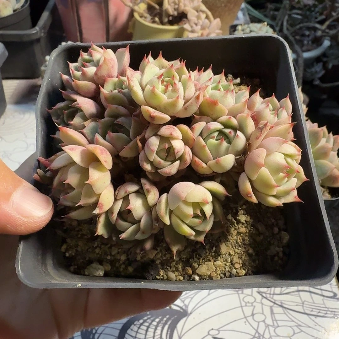 245九公分无砍的本巴蒂斯满20包邮