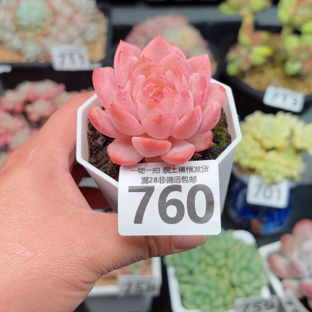 草莓果酱无盆土发货