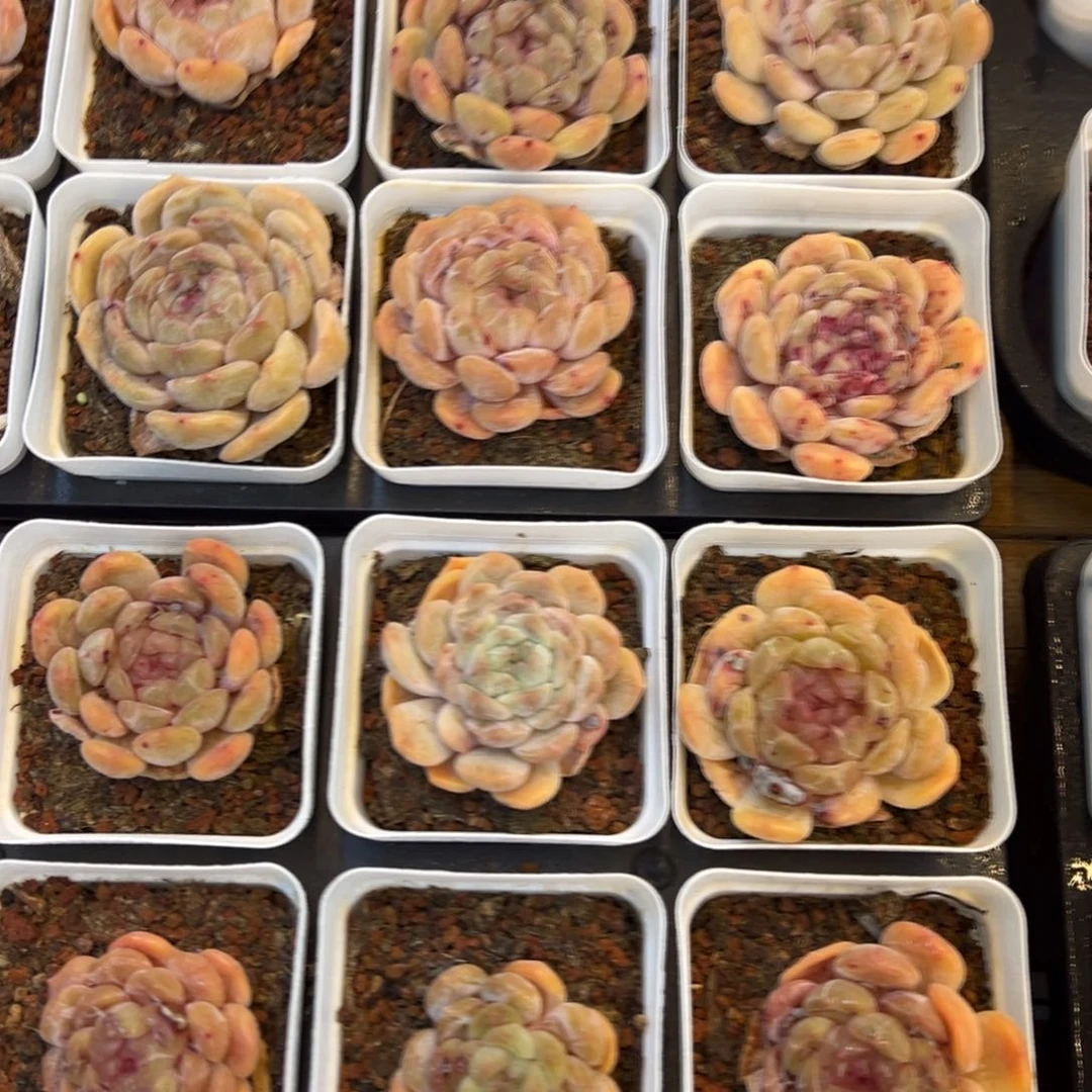 白恋，九块九包邮。