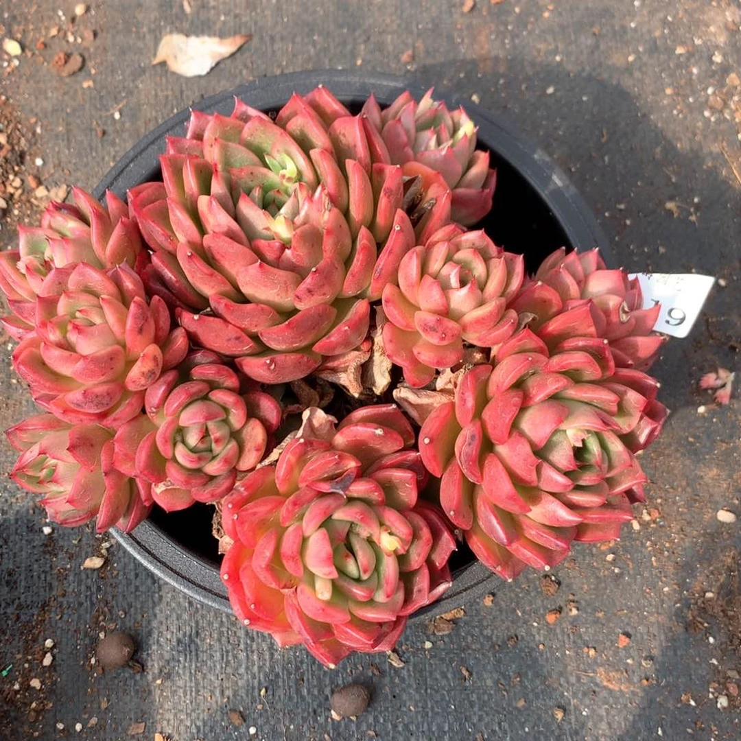 你****?4119杂交多肉植物基地