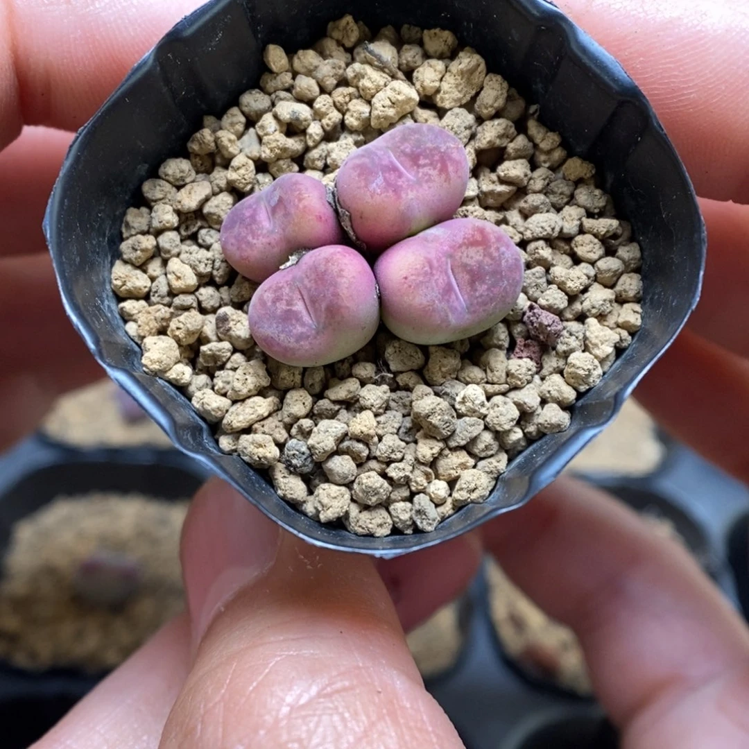多肉植物肉锥杂交K-3757