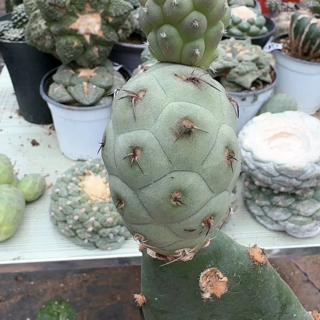 【闪购商品】无花朵苗接白皮洞洞习918