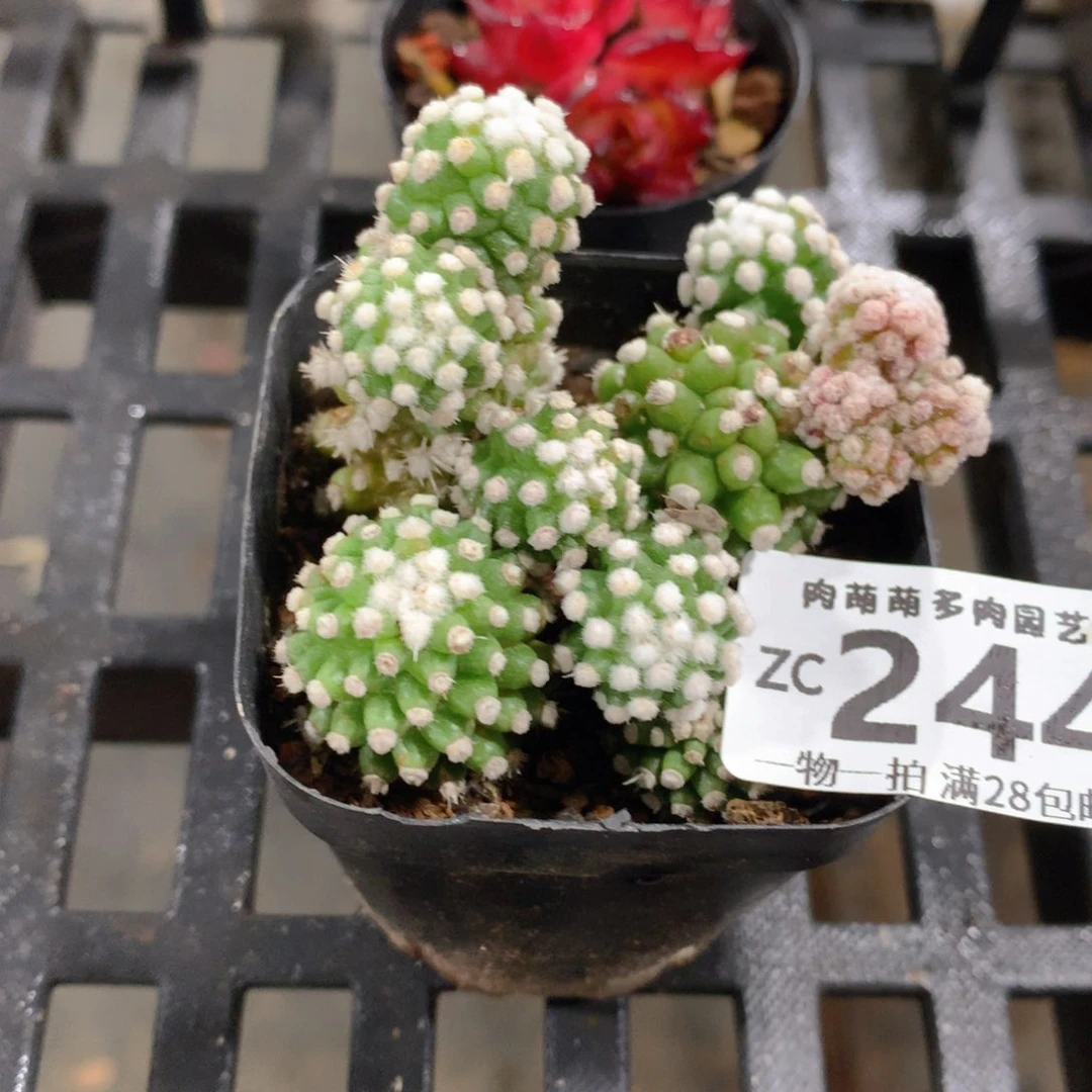 肉萌萌拇指盆精控多肉ZC244