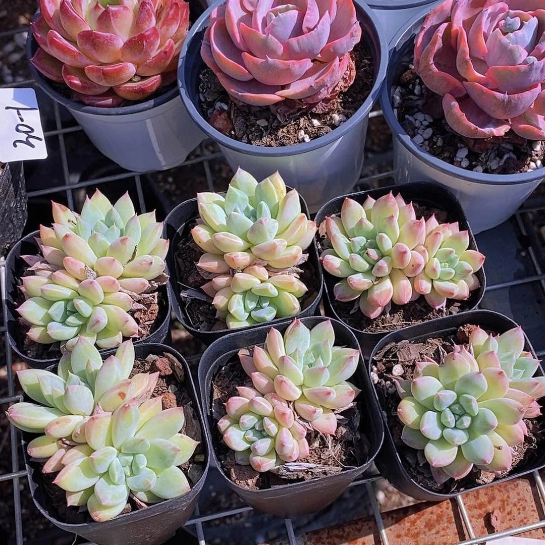 0630- 梅花烙双头福利一颗 量拍