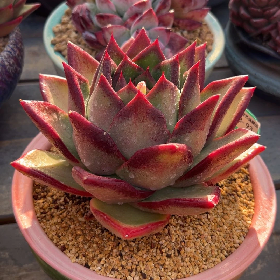 多肉一物一拍0223.93