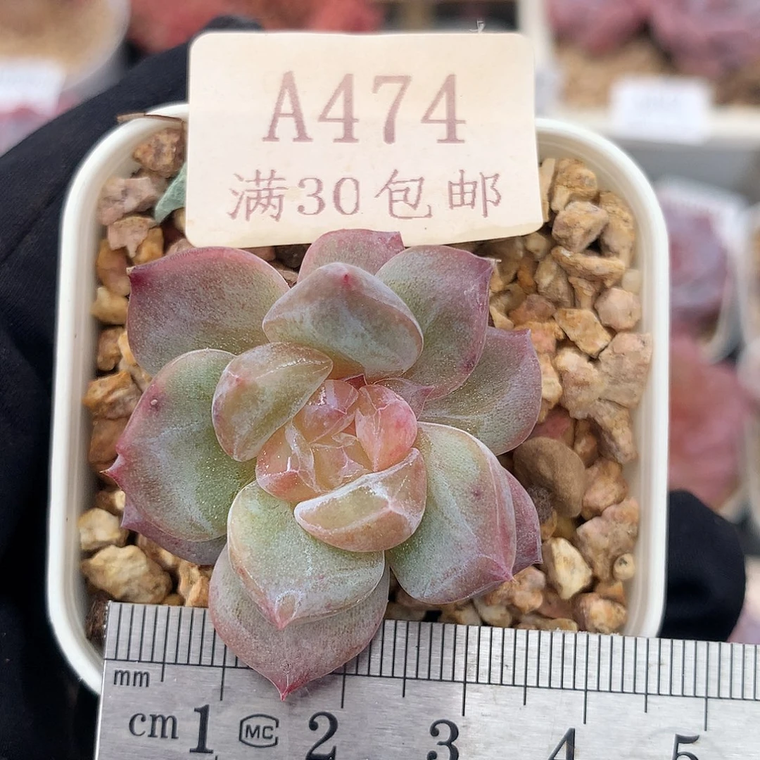 474石化白心琥珀冠服4