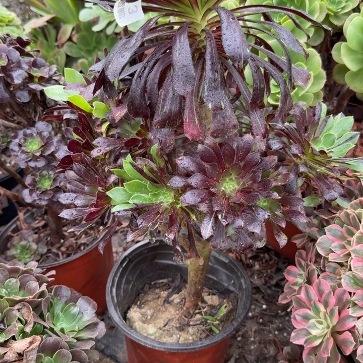 满20包邮，13水墨丹青