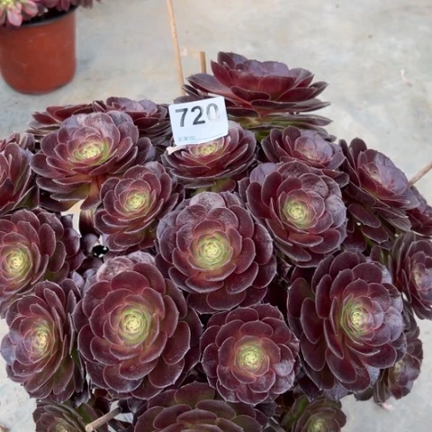 720赤焰莲朵朵35厘米左右