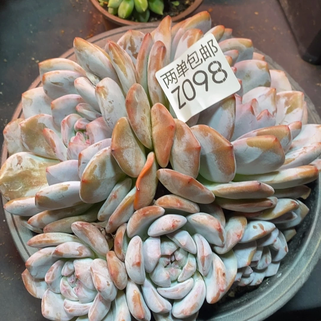 哈哈啥哈哈啥98号