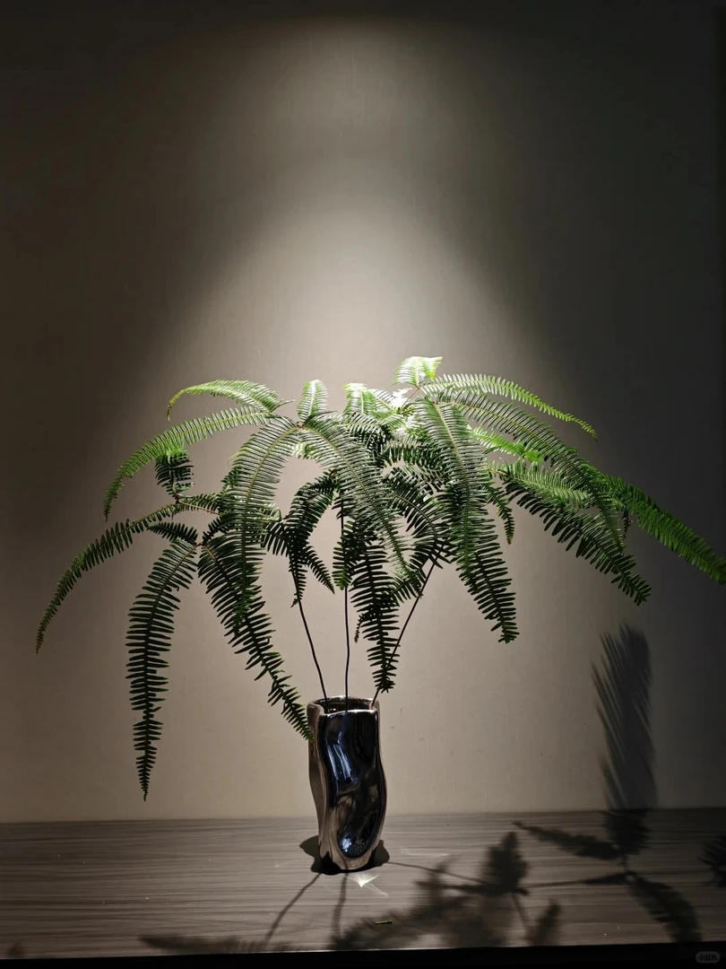 【悠哉生活】芒萁  云南鲜花