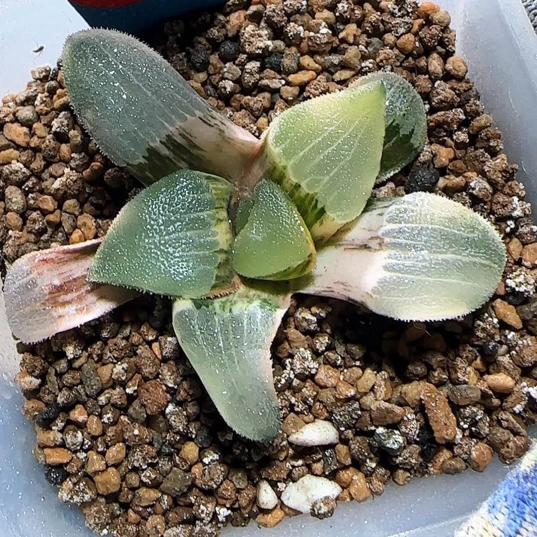 43号大型糯窗克锦 6 厘米左右一物一拍带盆发货