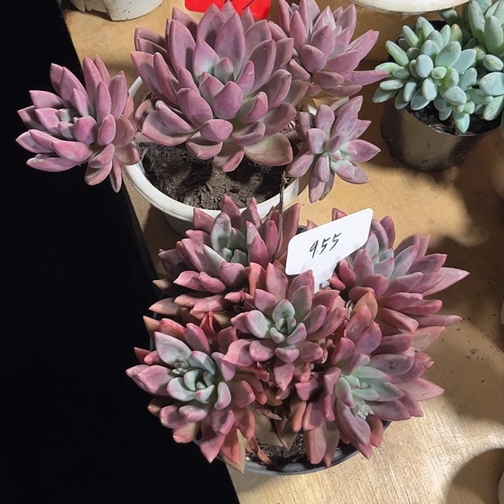 小***人00000000000000002023