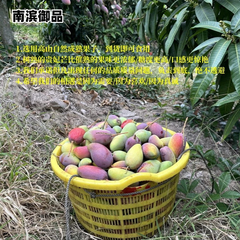 【南滨御品】精选海南树上熟贵妃芒（顺丰礼盒）不需要催熟到货直接吃