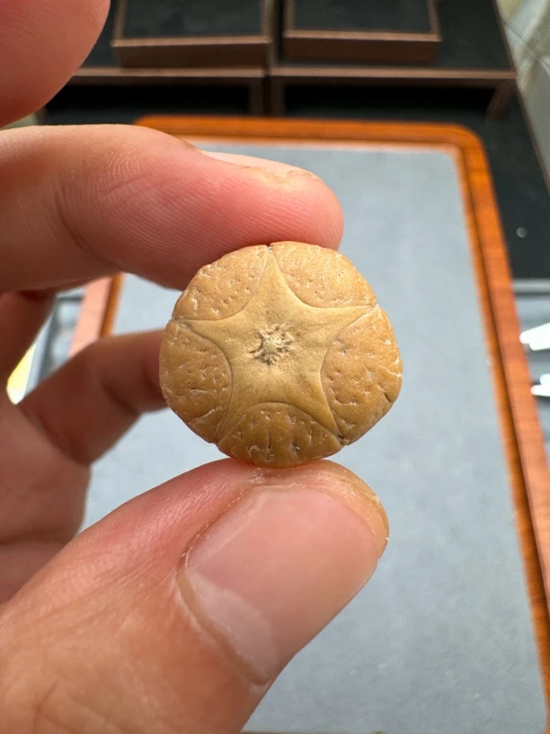 20+五星上将菩提凤眼手串三通佛头，非质量问题开孔不退