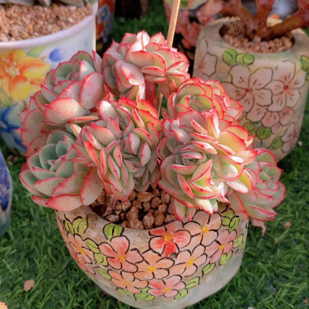 牡丹亭缀13 公分一物一拍