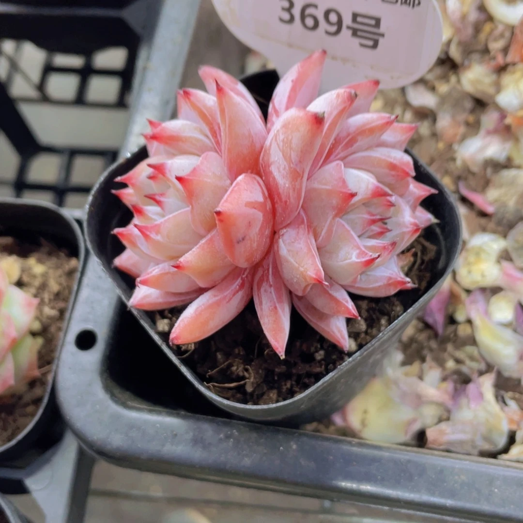 369号 睫毛暗纹新品