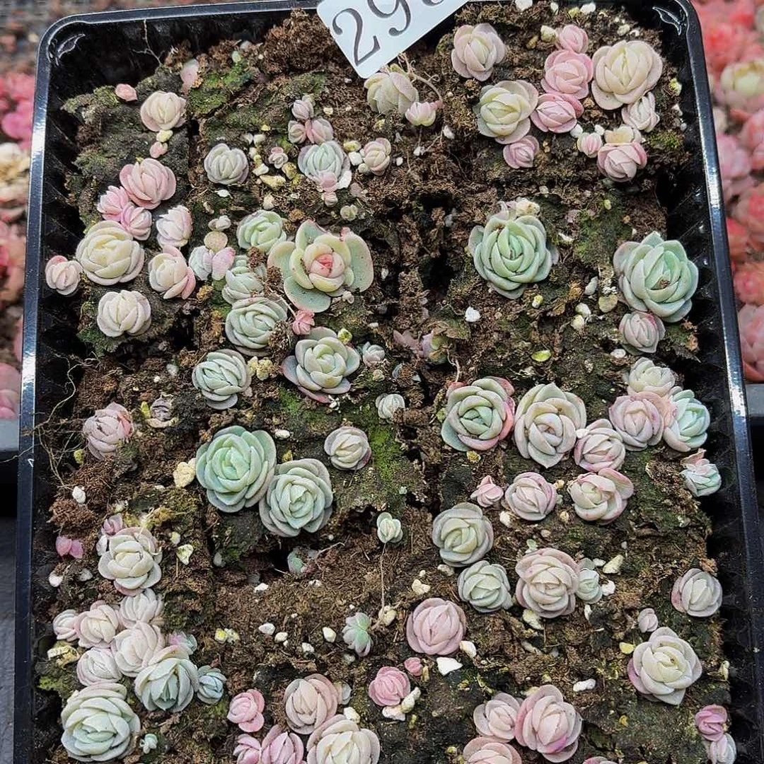 忘**心多肉植物多肉植物295