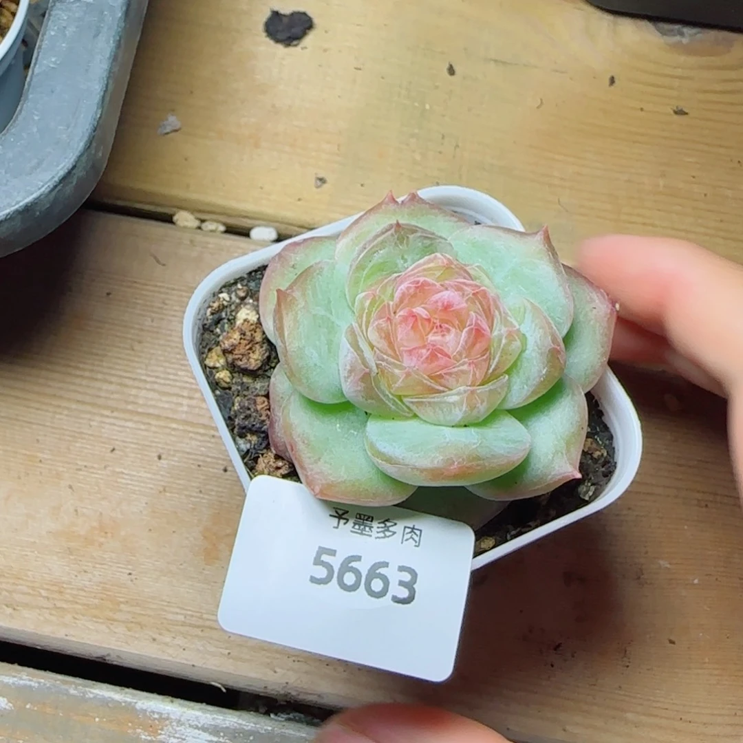 下播福利，5663多肉植物