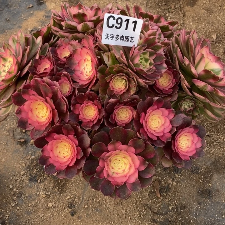 多肉植物荔枝911多肉