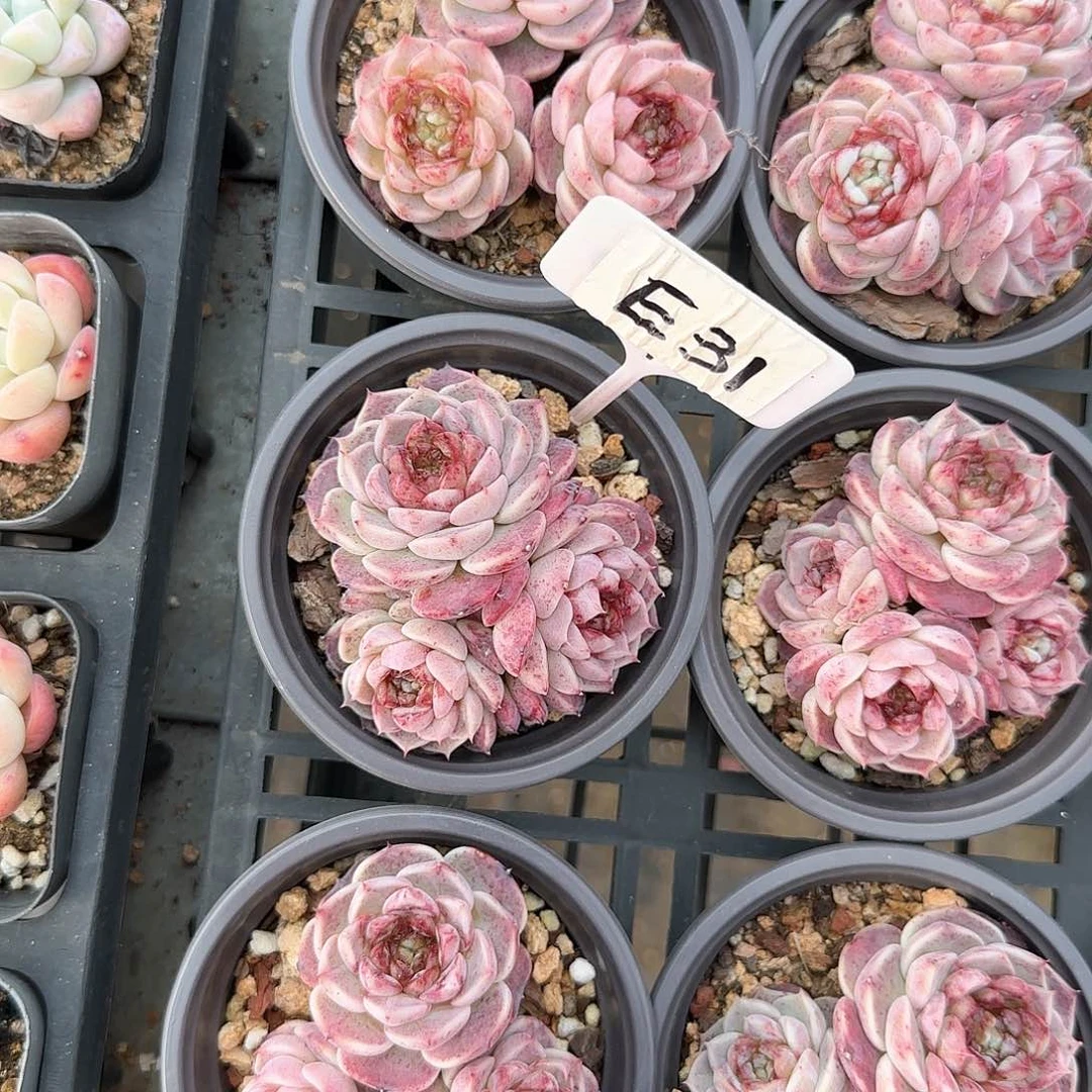 用****0E31天鹅绒多肉