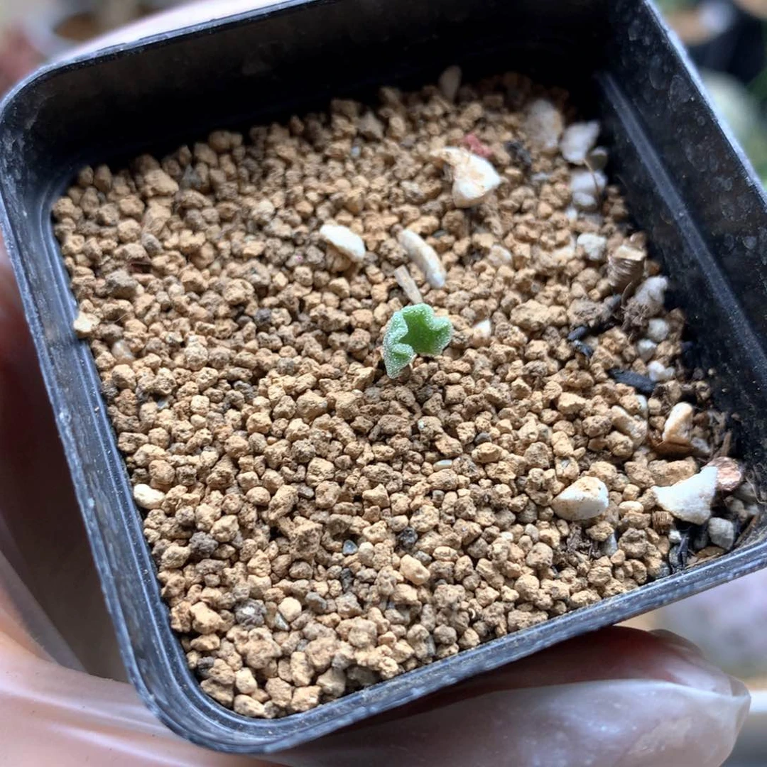 走*冰晶海带雾冰玉带盆