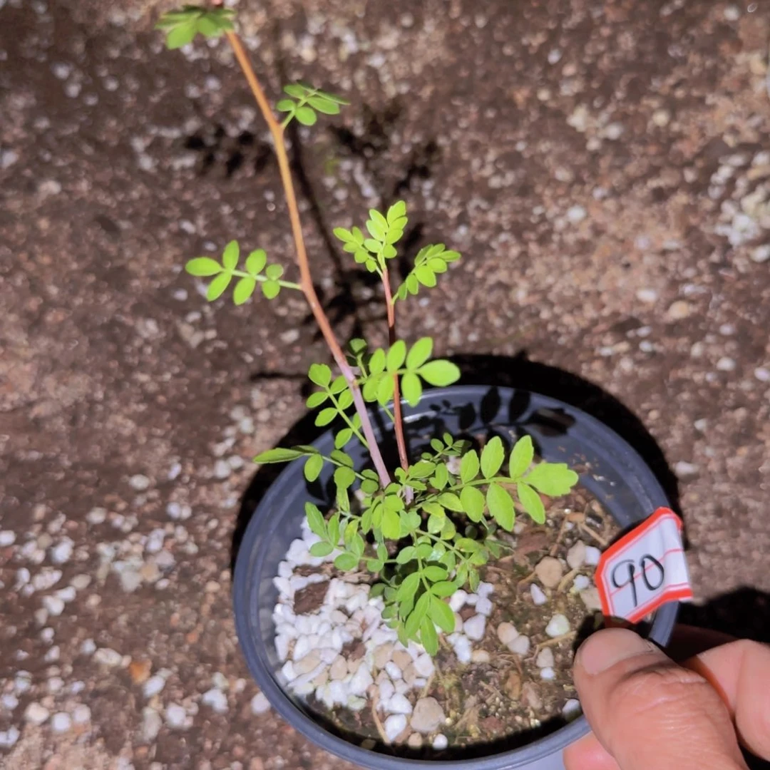 块根植物块根植物
