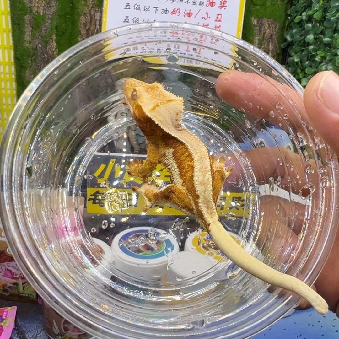 睫角守宫黄底莉莉