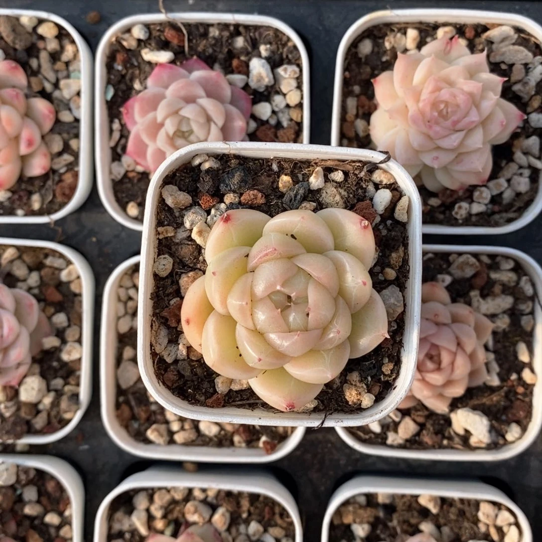 ?*7HM112多肉多肉多肉多肉多肉多肉多肉多肉