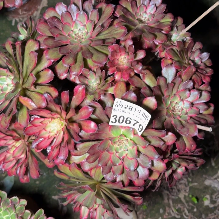 30679雪姬多肉植物