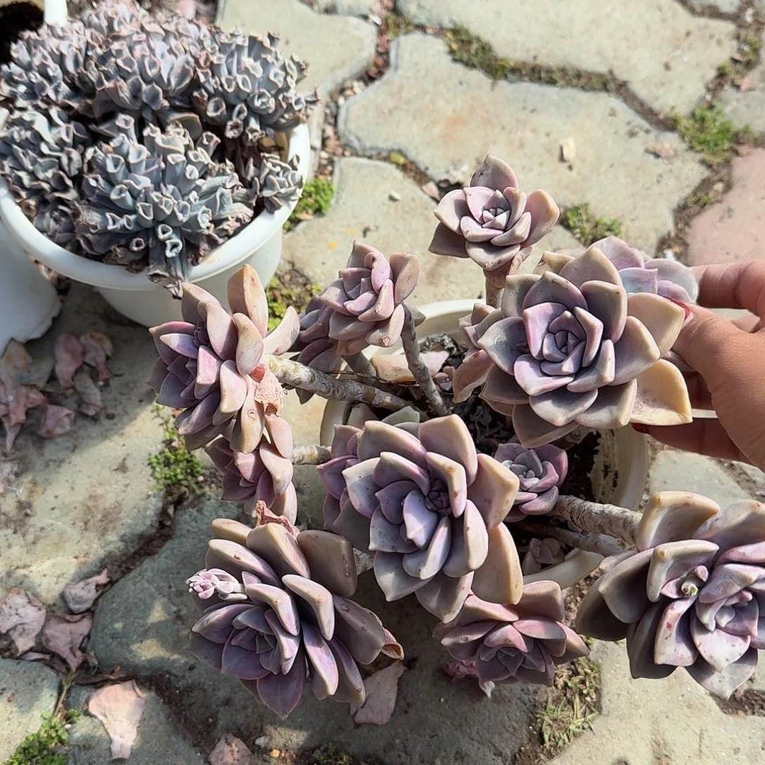 大号紫乐多肉植物名肉咯