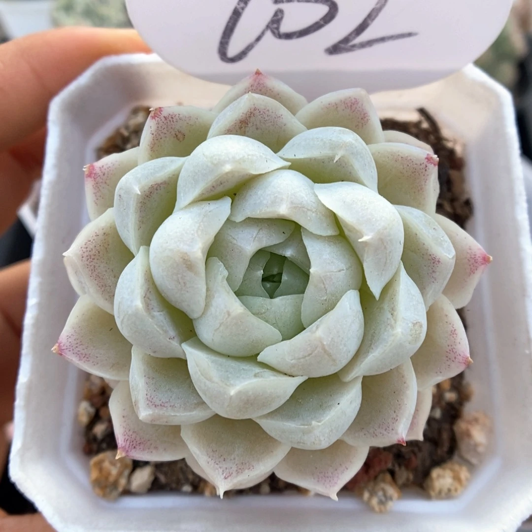 白月影可拍702号。