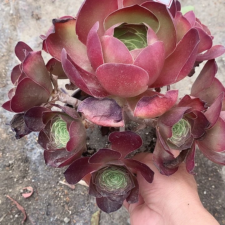 927魅金玫瑰多肉植物