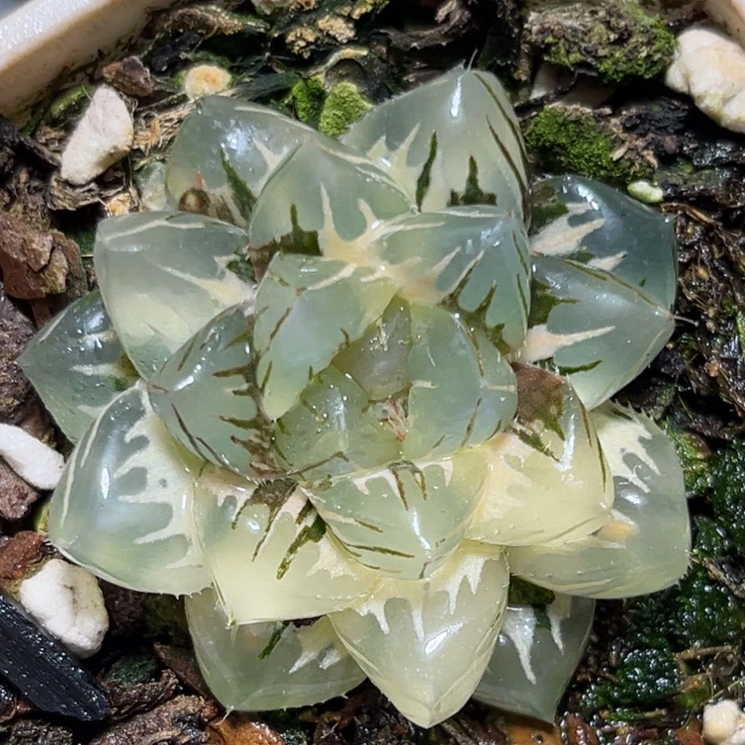 哼**嘿恭喜发财大吉大利0414