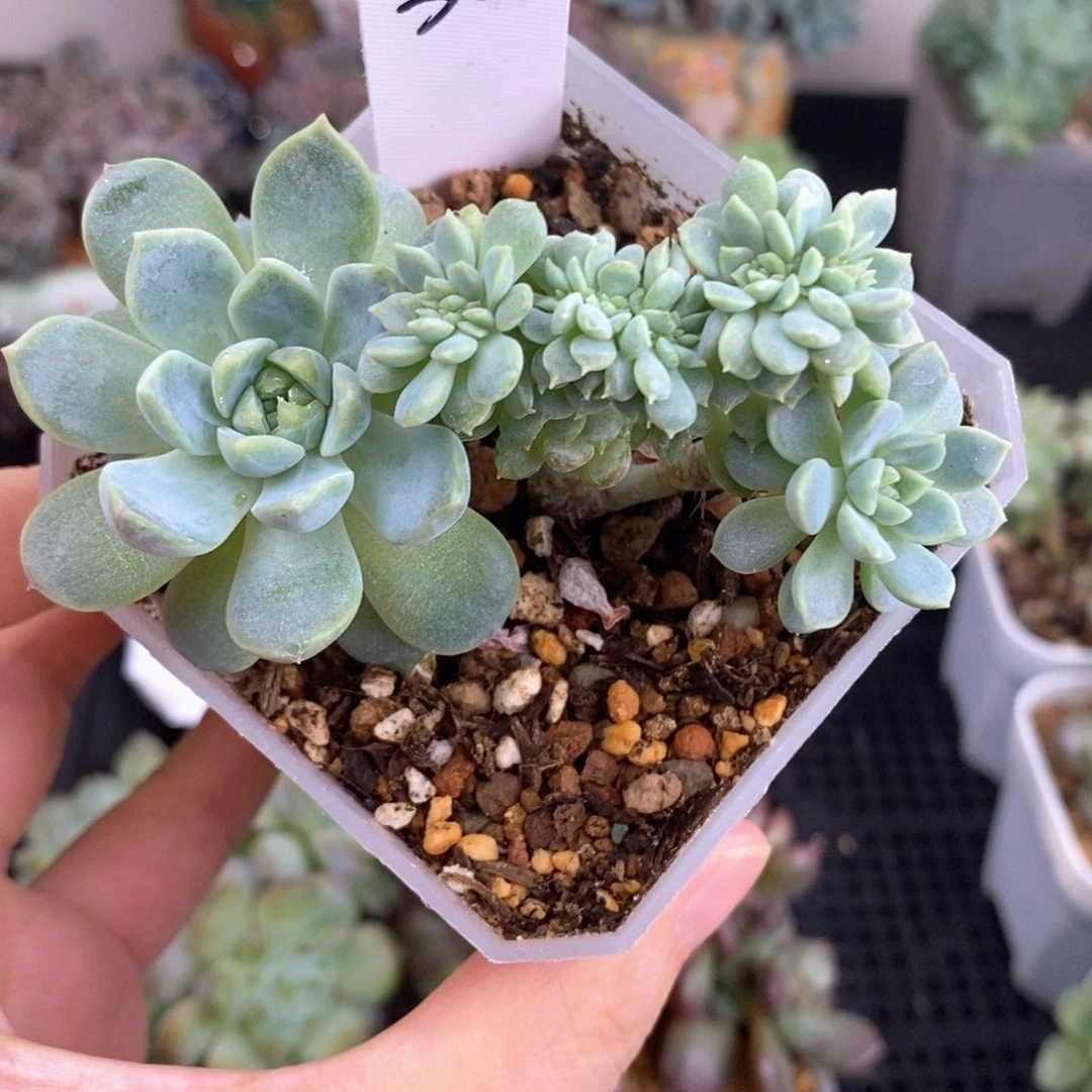 小羊缀化一颗福利