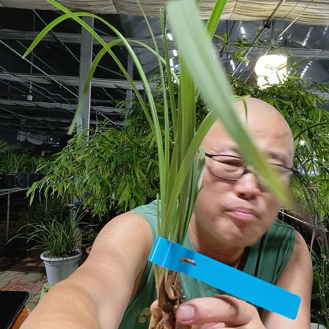 普***瑞无花朵蕙兰大一品