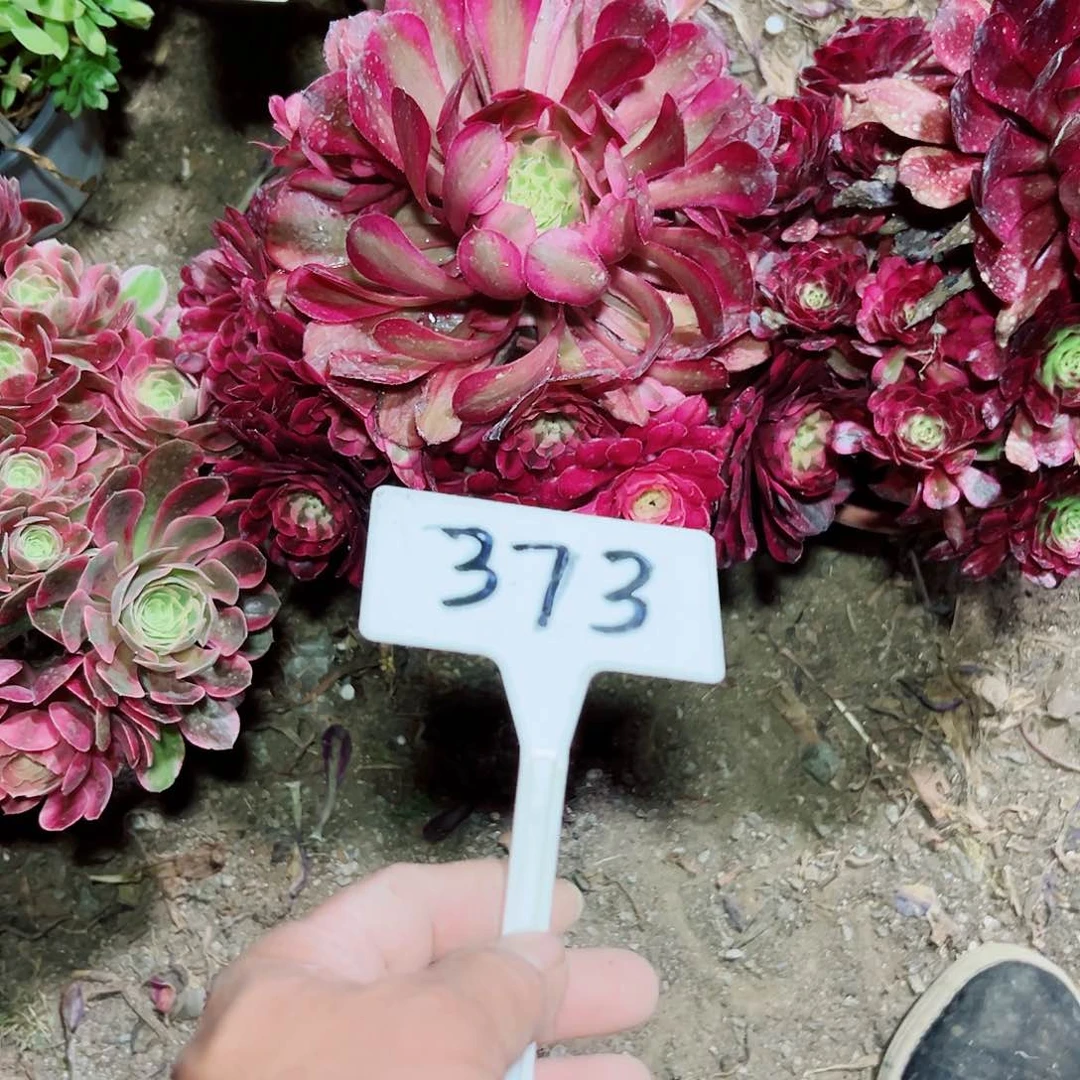 李*多肉植物组合3个