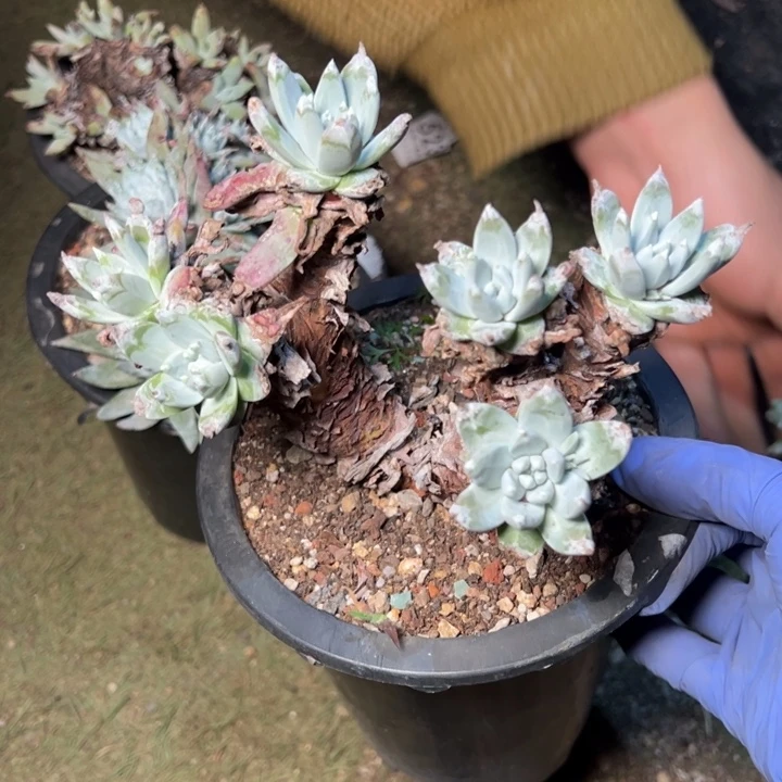 642苹果叶杂交哈哈哈哈哈哈