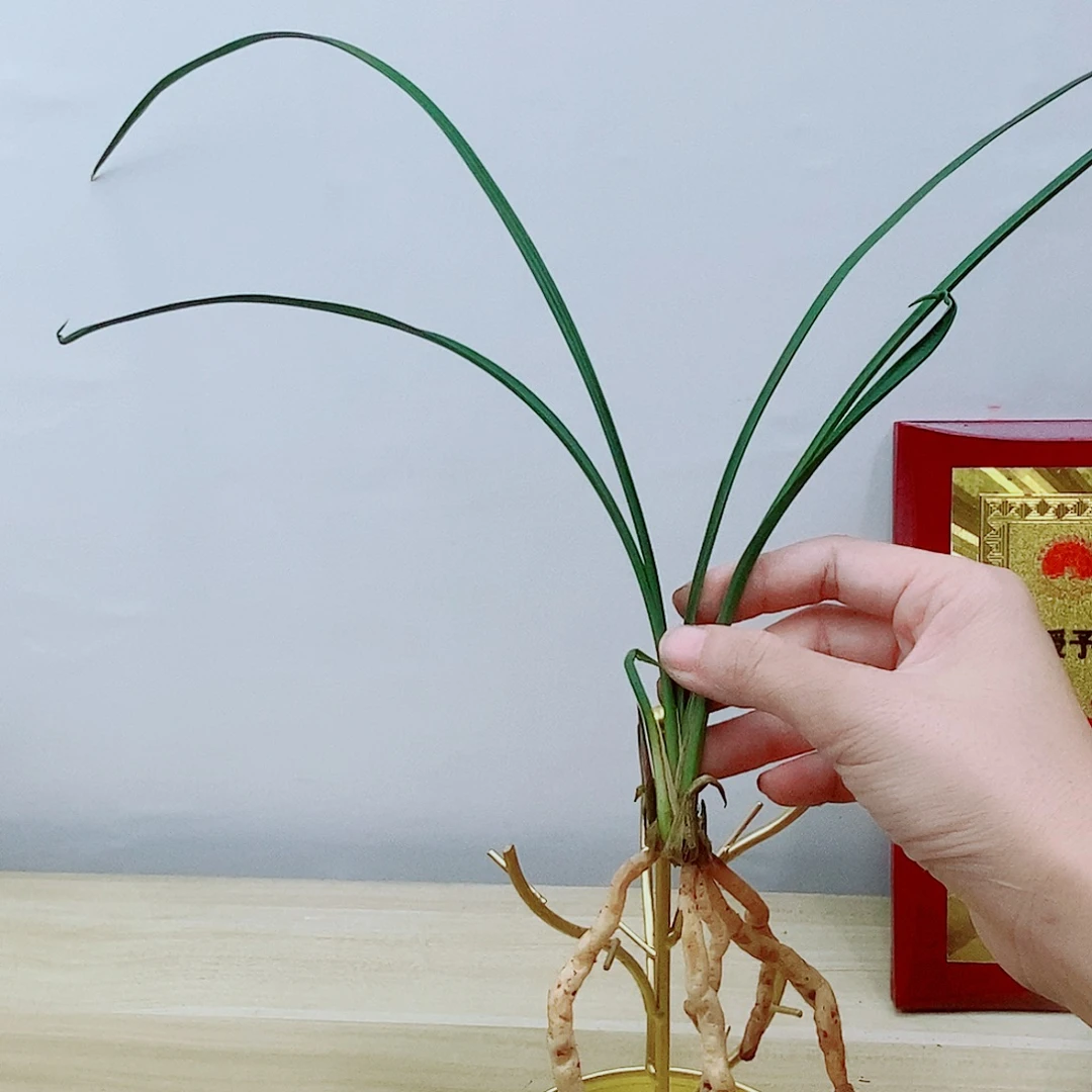 当前无花栽培后可以开花