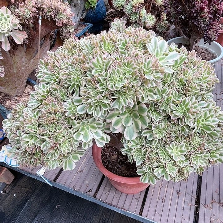 【闪购商品】全部花朵粉女巫