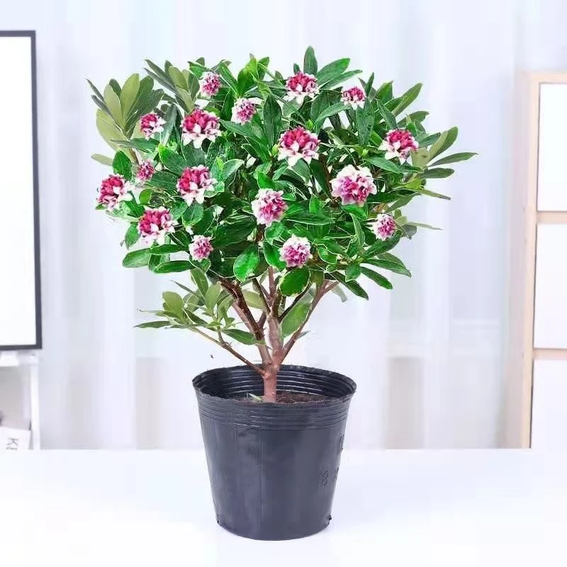 金边瑞香盆栽带花苞发货开花耐寒盆栽花卉四季好养客厅绿植大盆栽