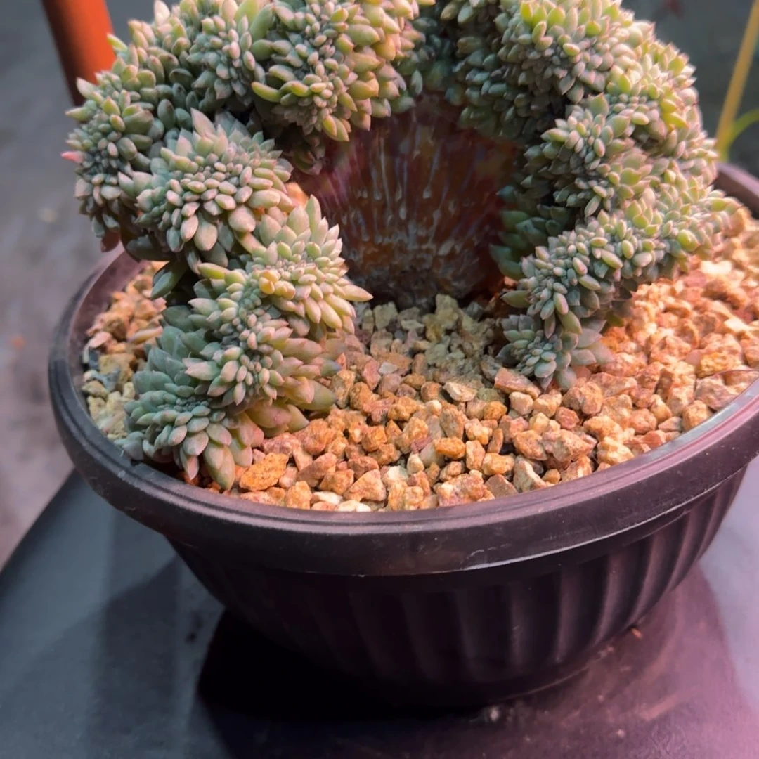 星影树缀无砍多肉