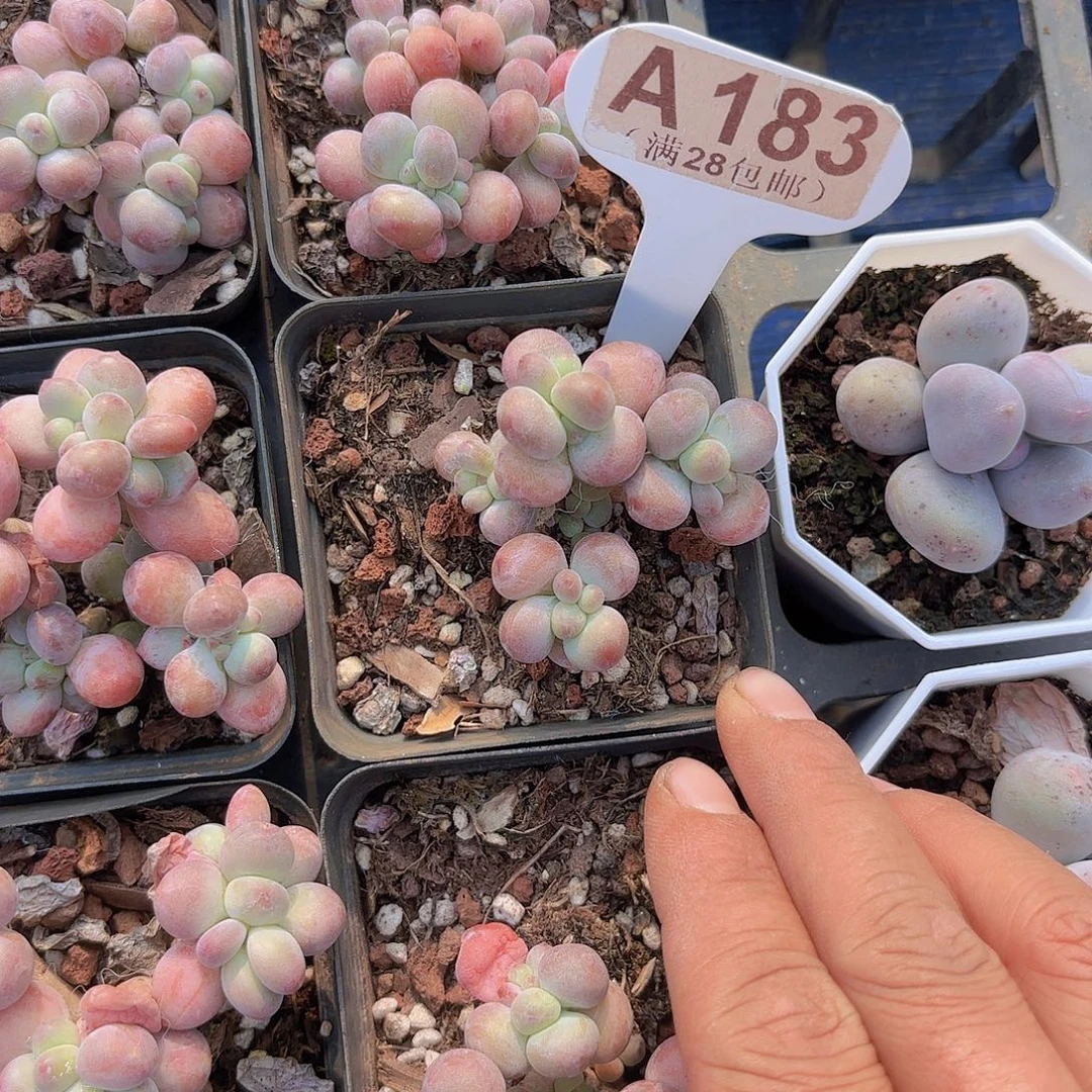 A183苹果奶一物语拍